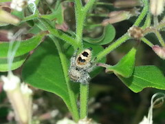Phidippus pacosauritus