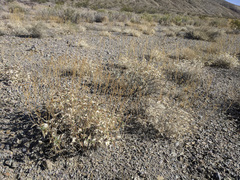 Bahiopsis reticulata