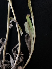 Gamochaeta argyrinea