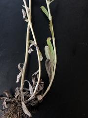 Gamochaeta argyrinea