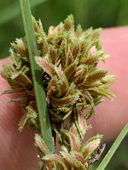Cyperus reflexus