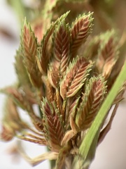 Cyperus reflexus