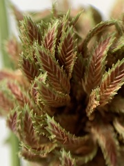 Cyperus reflexus