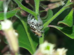 Phidippus pacosauritus