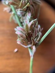 Cyperus reflexus