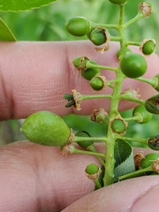 Contarinia virginianiae