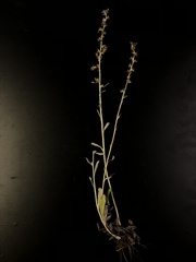 Gamochaeta argyrinea