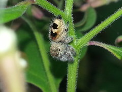 Phidippus pacosauritus