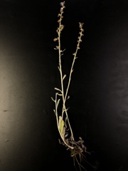 Gamochaeta argyrinea