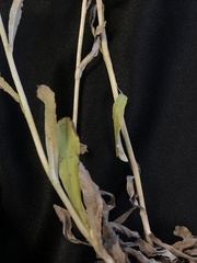 Gamochaeta argyrinea