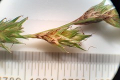 Carex echinodes