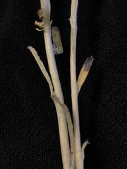 Gamochaeta argyrinea