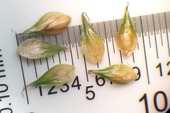 Carex echinodes