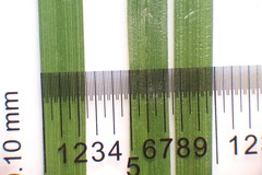 Carex echinodes