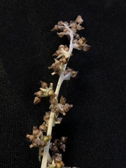 Gamochaeta argyrinea