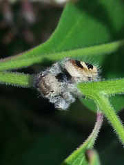 Phidippus pacosauritus