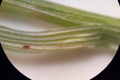 Carex echinodes