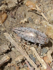 Dicerca divaricata