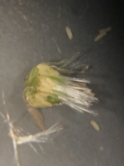 Gamochaeta argyrinea