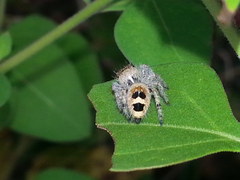 Phidippus pacosauritus