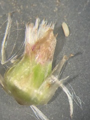 Gamochaeta argyrinea