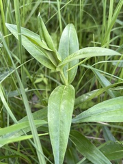 Gentiana alba