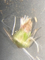 Gamochaeta argyrinea