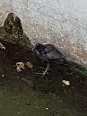 Gallinula chloropus