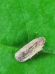 Plectoderini