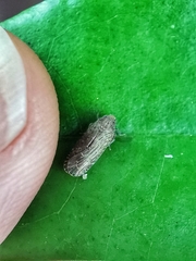 Plectoderini