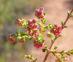 Erica phacelanthera