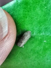 Plectoderini
