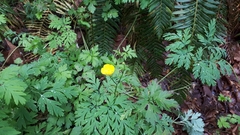 Ranunculus occidentalis occidentalis