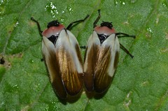 Sphenorhina quadrifera