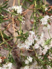 Angiospermae