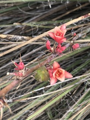 Hesperaloe parviflora