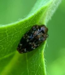 Brachys ovatus