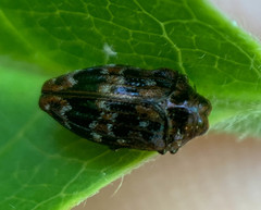 Brachys ovatus