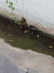 Gallinula chloropus