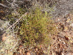 Erica phacelanthera