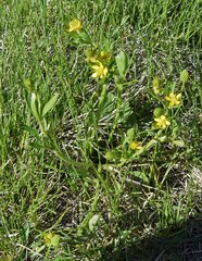 Ranunculus inamoenus