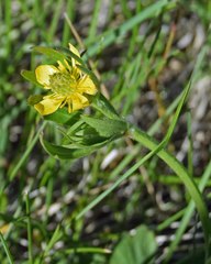 Ranunculus inamoenus