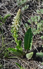 Veronica plantaginea