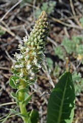 Veronica plantaginea