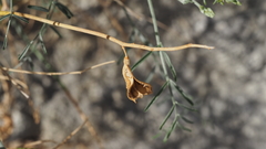 Astragalus pachypus pachypus