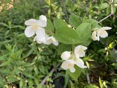 Philadelphus tenuifolius