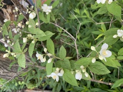 Philadelphus tenuifolius