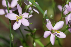 Sabatia brachiata