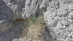 Astragalus pachypus pachypus