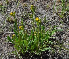 Packera tridenticulata